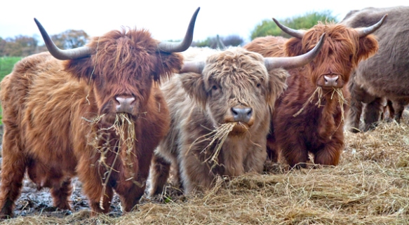 Have some highland cows, who are still cooler than anyone on this show.